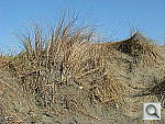Click to see YIMG_0216.JPG