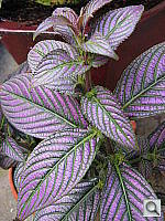 Click to see YIMG_0255.JPG