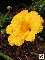 Click to see YIMG_9503.JPG