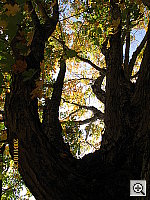 Click to see YIMG_9516.JPG