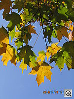 Click to see YIMG_9518.JPG