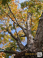 Click to see YIMG_9519.JPG