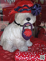 Click to see YIMG_8609.JPG