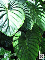 Click to see YIMG_8928.JPG