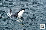 Click to see YDSC01533.JPG