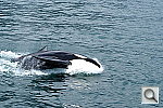 Click to see YDSC01534.JPG