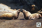 Click to see YDSC01768_500mmReflex.JPG