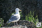 Click to see YDSC01792_500mmReflex.JPG