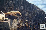 Click to see YDSC01837_500mmReflex.JPG