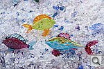 Click to see YDSC02021.JPG