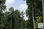 Click to see AA35PINE_ACRu300r03.JPG