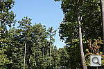 Click to see AA65PINE.JPG