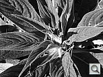 Click to see YDSCN0041.JPG