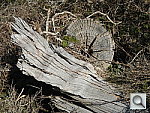 Click to see YDSCN0046.JPG