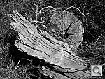 Click to see YDSCN0047.JPG