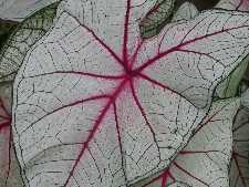 Click to see YDSCN0815.JPG