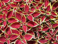 Click to see YDSCN0818.JPG