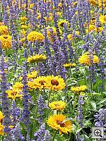 Click to see YP7010590.JPG