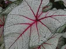 Click to see YDSCN0821.JPG