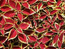 Click to see YDSCN0826.JPG