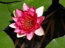 Click to see YDSCN0831.JPG