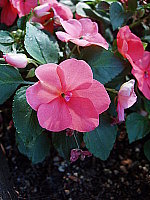 Click to see YP5140437.JPG