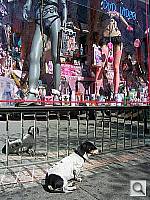 Click to see Y100_1030.JPG