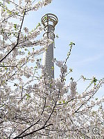 Click to see yP4040482.JPG