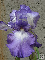 Click to see yP4250545.JPG