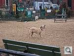 Click to see Y100_0147.JPG
