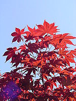 Click to see YDSC00389.JPG