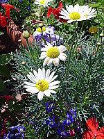 Click to see YDSC00394.JPG