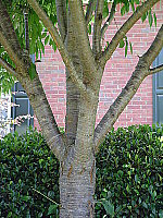 Click to see YDSC00415.JPG