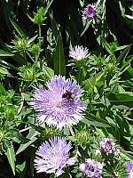 Click to see YDSC00418.JPG