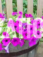 Click to see CD40YDSC00172.JPG