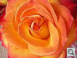 Click to see YDSCN0026.JPG