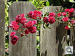Click to see YDSCN0233.JPG