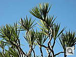 Click to see YDSCN0046.JPG