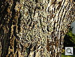 Click to see YDSCN0048.JPG