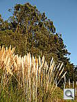 Click to see YDSCN0051.JPG