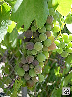 Click to see YDSCN0504.JPG