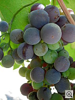 Click to see YDSCN0507.JPG