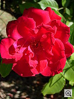 Click to see YDSCN0510.JPG