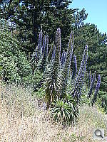 Click to see YDSCN0242.JPG