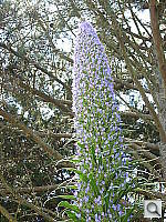 Click to see YDSCN0250.JPG