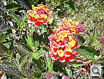Click to see YDSCN0254.JPG
