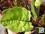 Click to see YDSCN0262.JPG