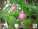 Click to see YDSCN0264.JPG