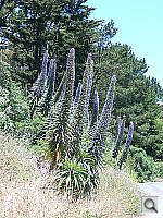 Click to see YDSCN0201.JPG