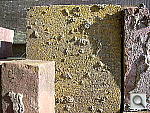Click to see YDSCN0218.JPG